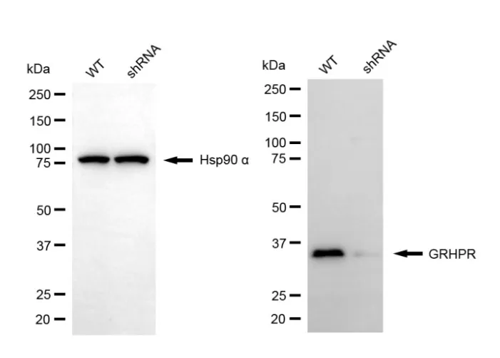 KD-Validated GRHPR Mouse Monoclonal Antibody
