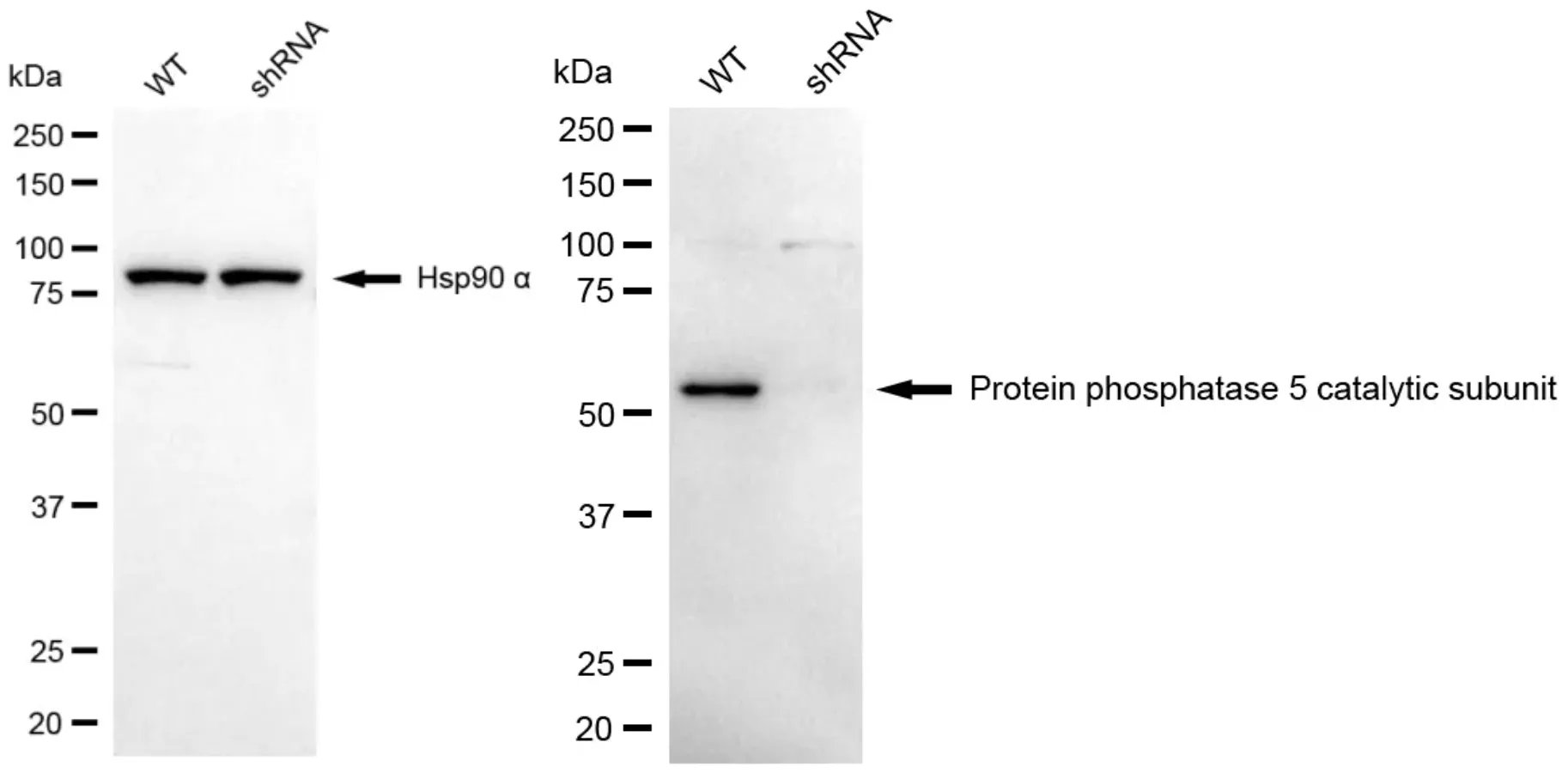 KD-Validated PPP5C Mouse Monoclonal Antibody