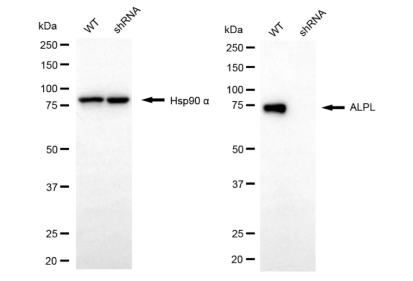 KD-Validated ALPL Mouse Monoclonal Antibody