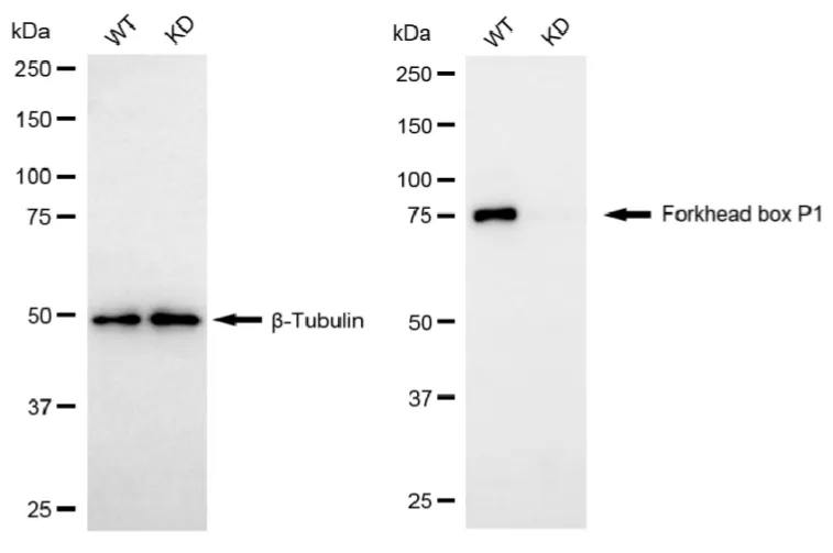 KD-Validated Forkhead Box P1 Mouse Monoclonal Antibody