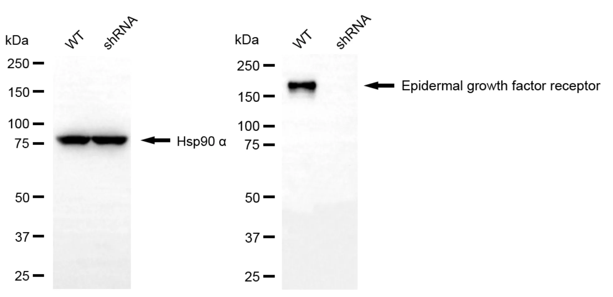 KD-Validated Epidermal Growth Factor Receptor Mouse Monoclonal Antibody