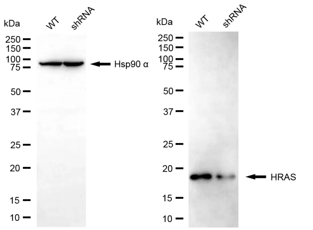 KD-Validated HRAS Mouse Monoclonal Antibody