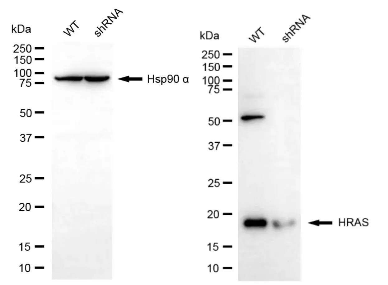 KD-Validated HRAS Mouse Monoclonal Antibody
