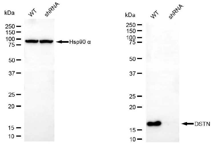 KD-Validated DSTN Mouse Monoclonal Antibody