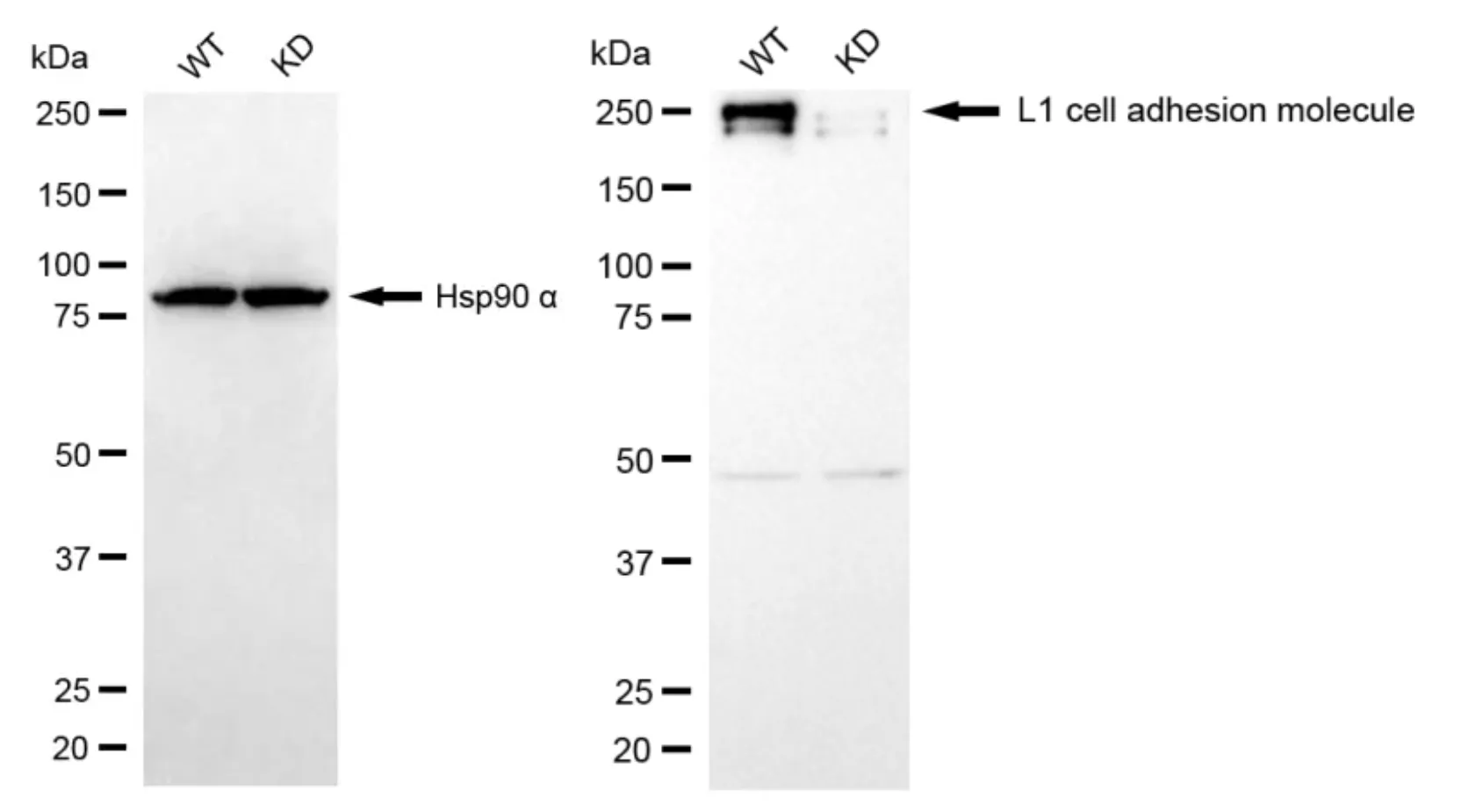 KD-Validated L1 Cell Adhesion Molecule Mouse Monoclonal Antibody