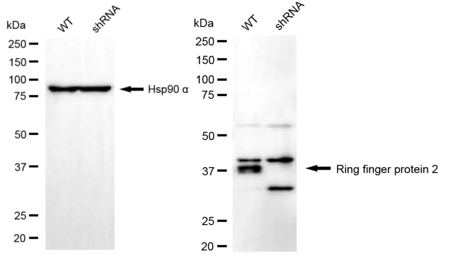 KD-Validated Ring Finger Protein 2 Recombinant Rabbit Monoclonal Antibody