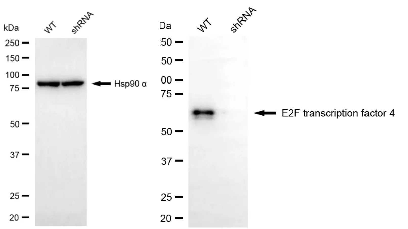 KD-Validated E2F Transcription Factor 4 Recombinant Rabbit Monoclonal Antibody