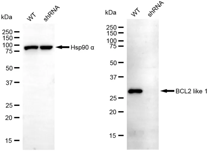 KD-Validated BCL2 Like 1 Recombinant Rabbit Monoclonal Antibody