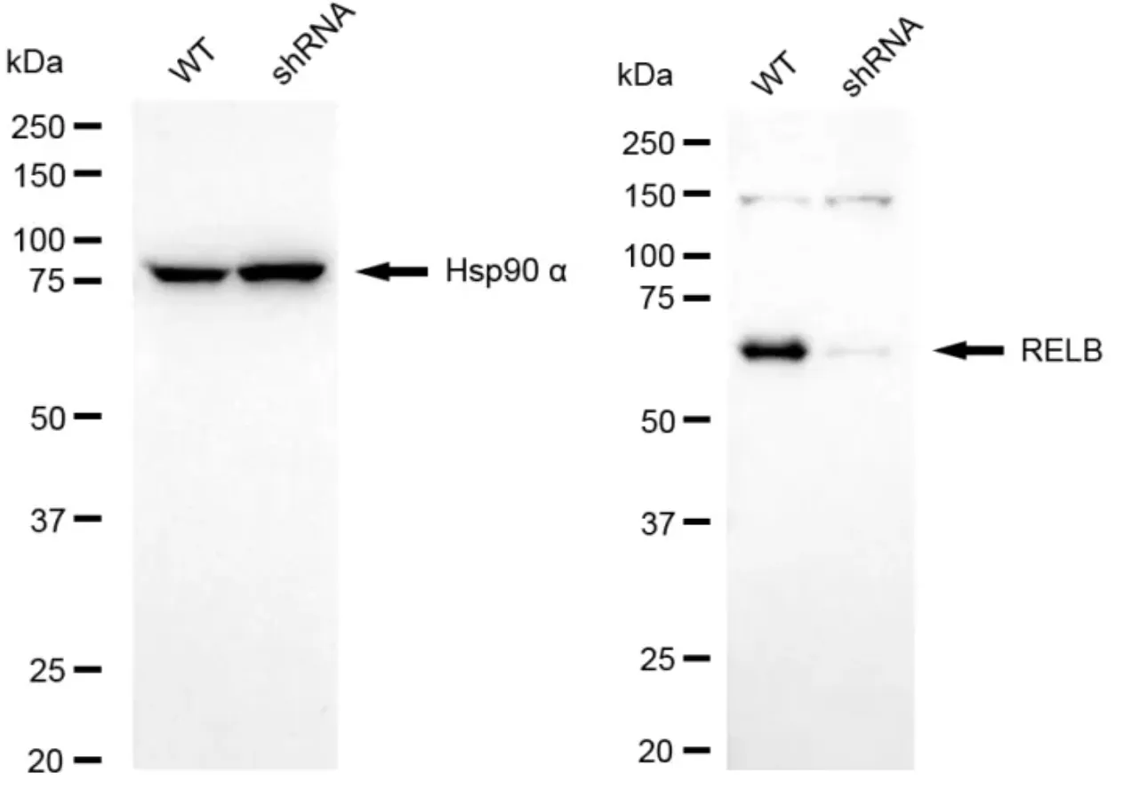 KD-Validated RELB Recombinant Rabbit Monoclonal Antibody