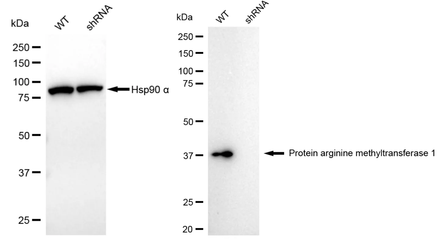 KD-Validated PRMT1 Recombinant Rabbit Monoclonal Antibody