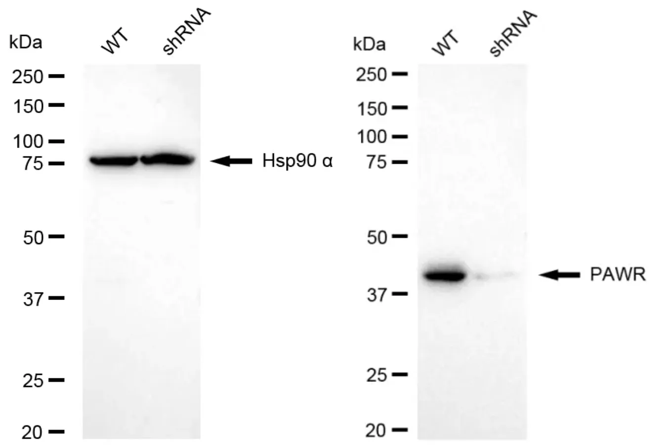 KD-Validated Pro-Apoptotic WT1 Regulator Recombinant Rabbit Monoclonal Antibody