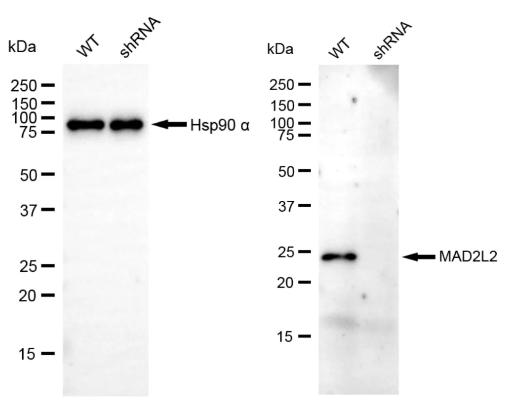 KD-Validated Mitotic Arrest Deficient 2 Like 2 Recombinant Rabbit Monoclonal Antibody
