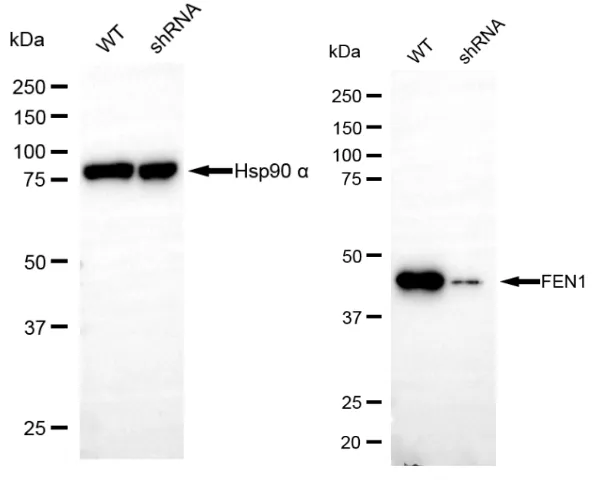 KD-Validated Flap Structure-Specific Endonuclease 1 Recombinant Rabbit Monoclonal Antibody