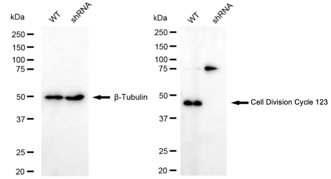 KD-Validated Cell Division Cycle 123 Recombinant Rabbit Monoclonal Antibody
