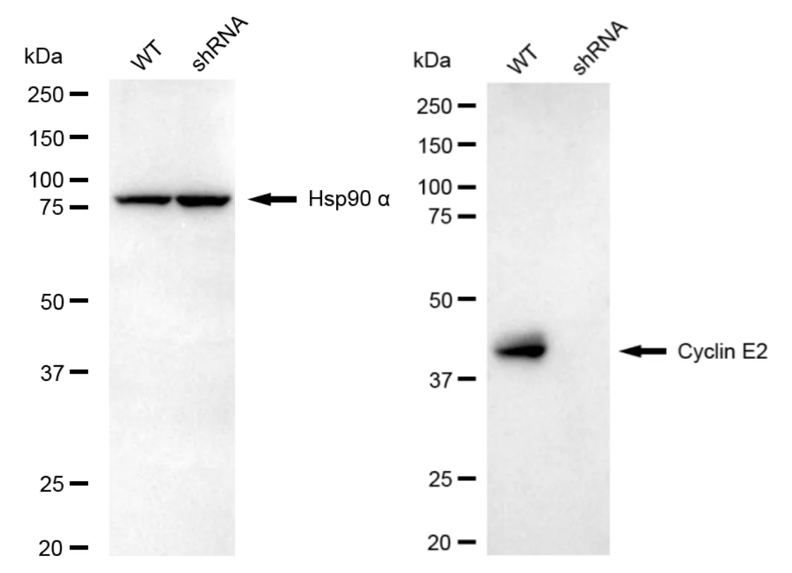 KD-Validated Cyclin E2 Recombinant Rabbit Monoclonal Antibody