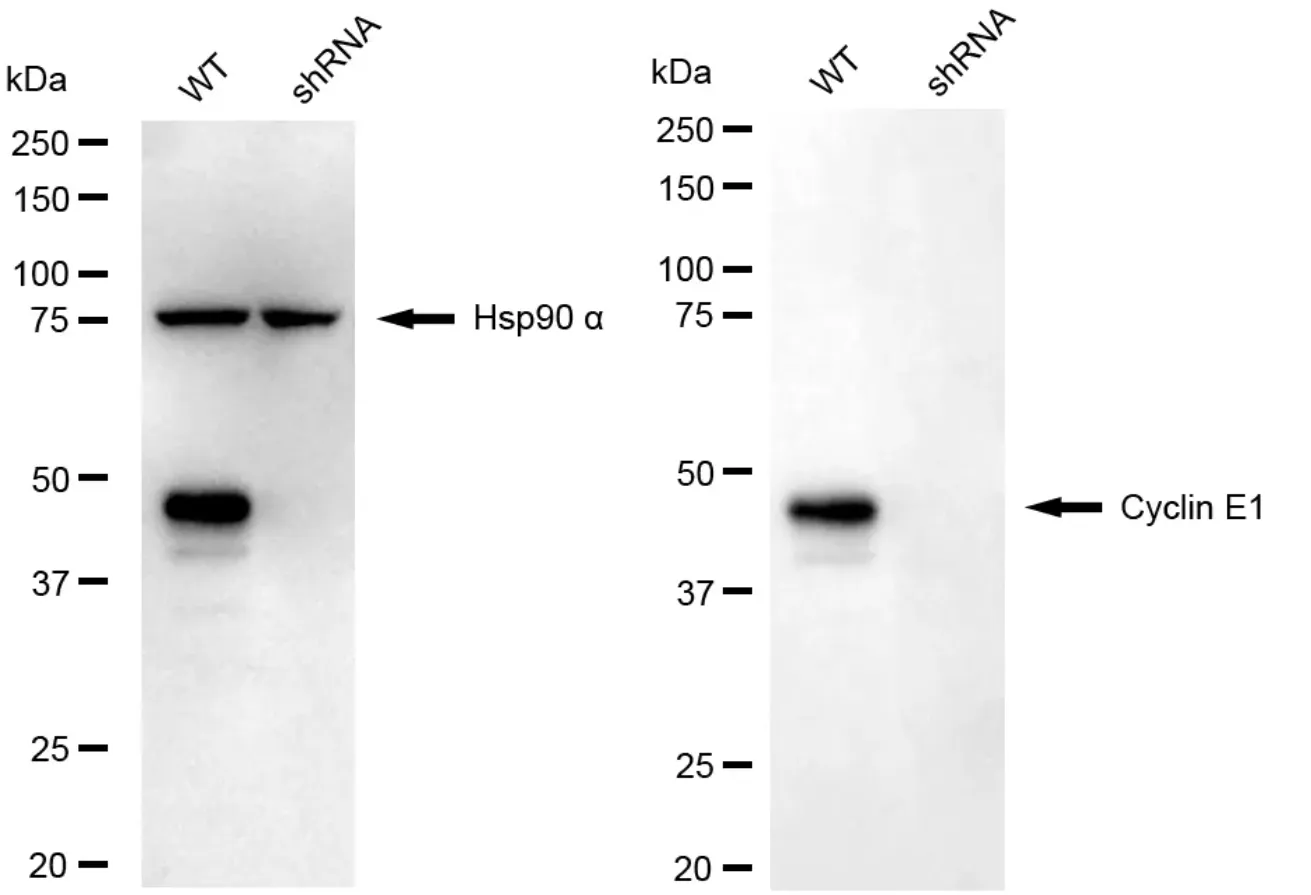 KD-Validated Cyclin E1 Recombinant Rabbit Monoclonal Antibody