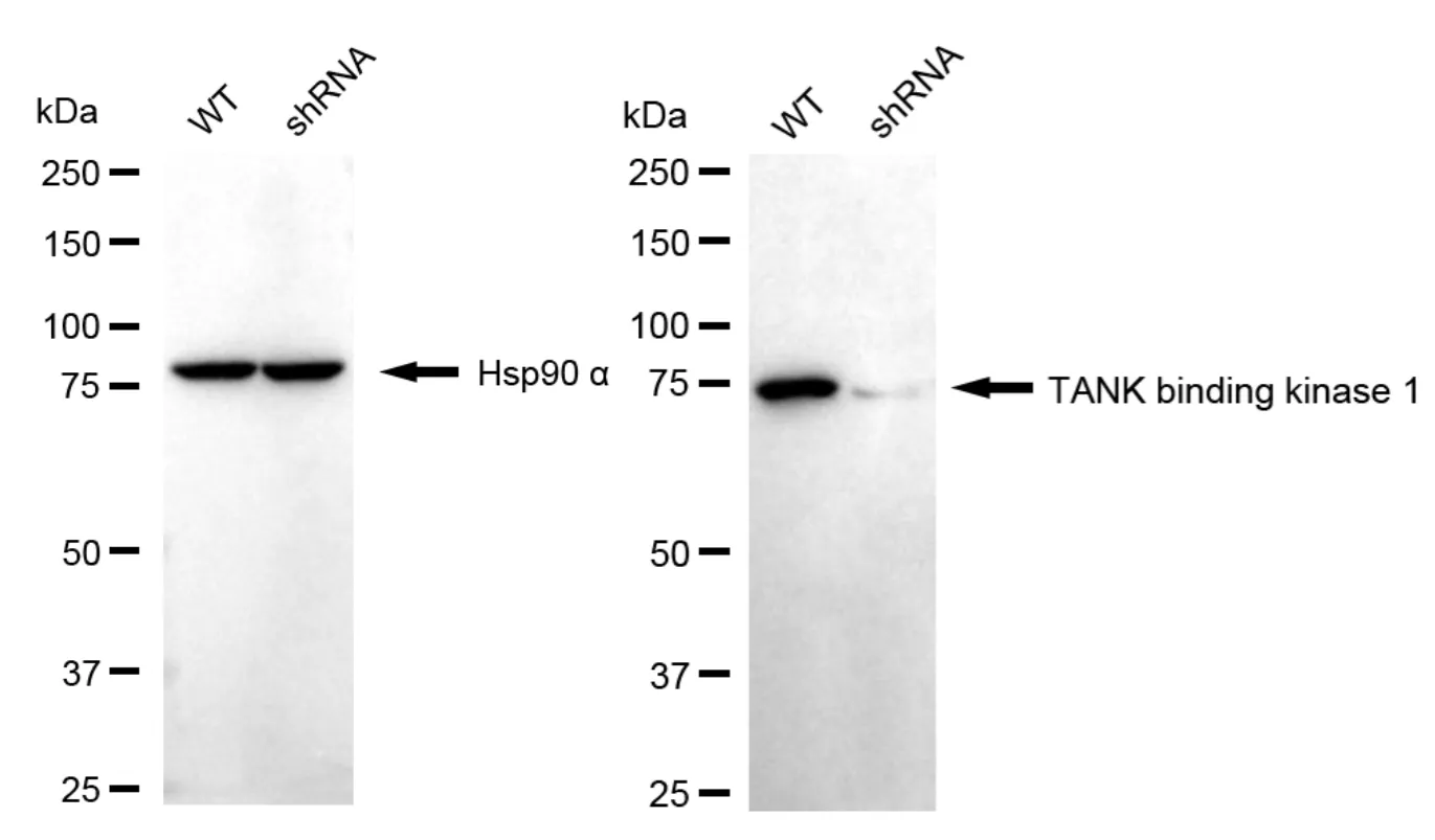 KD-Validated TANK Binding Kinase 1 Recombinant Rabbit Monoclonal Antibody