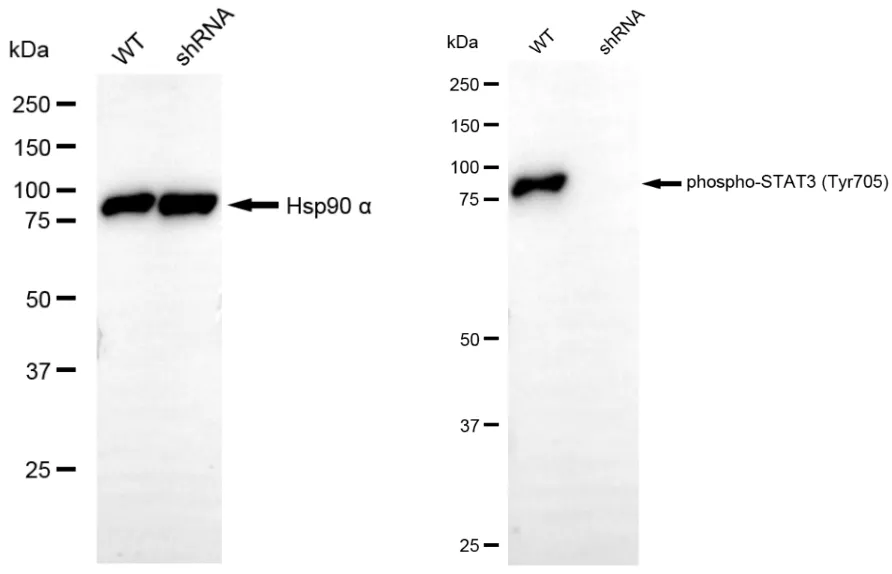 KD-Validated Phospho-STAT3 (Tyr705) Recombinant Rabbit Monoclonal Antibody