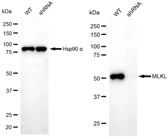 KD-Validated MLKL Recombinant Rabbit Monoclonal Antibody