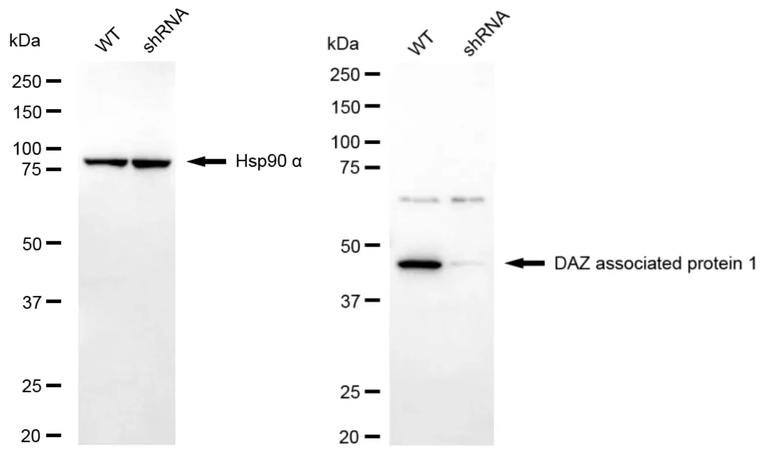 KD-Validated DAZ Associated Protein 1 Recombinant Rabbit Monoclonal Antibody