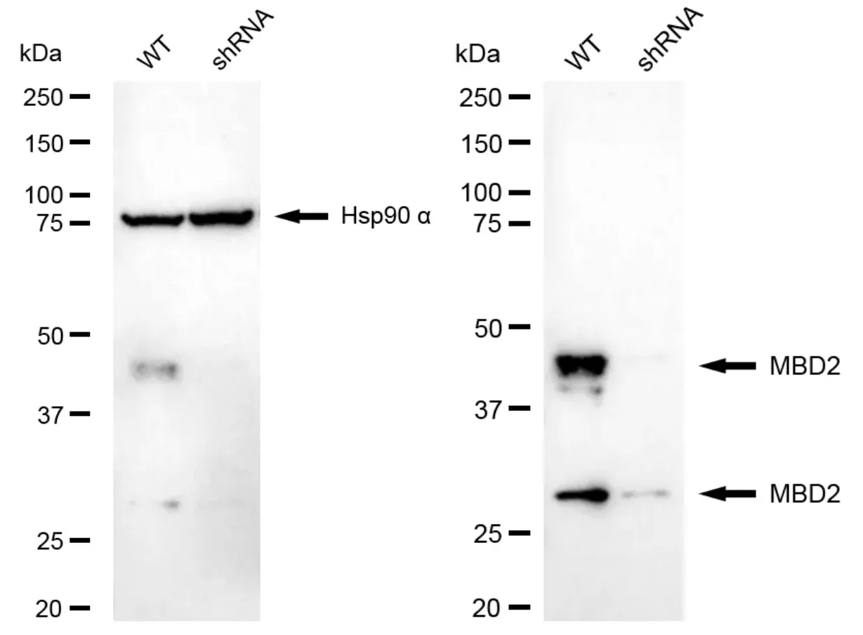 KD-Validated Methyl-CpG Binding Domain Protein 2 Recombinant Rabbit Monoclonal Antibody