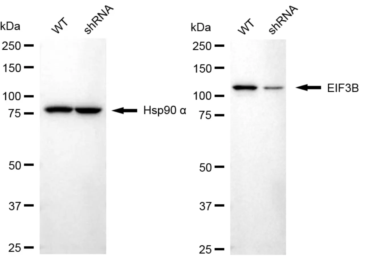 KD-Validated EIF3B Recombinant Rabbit Monoclonal Antibody