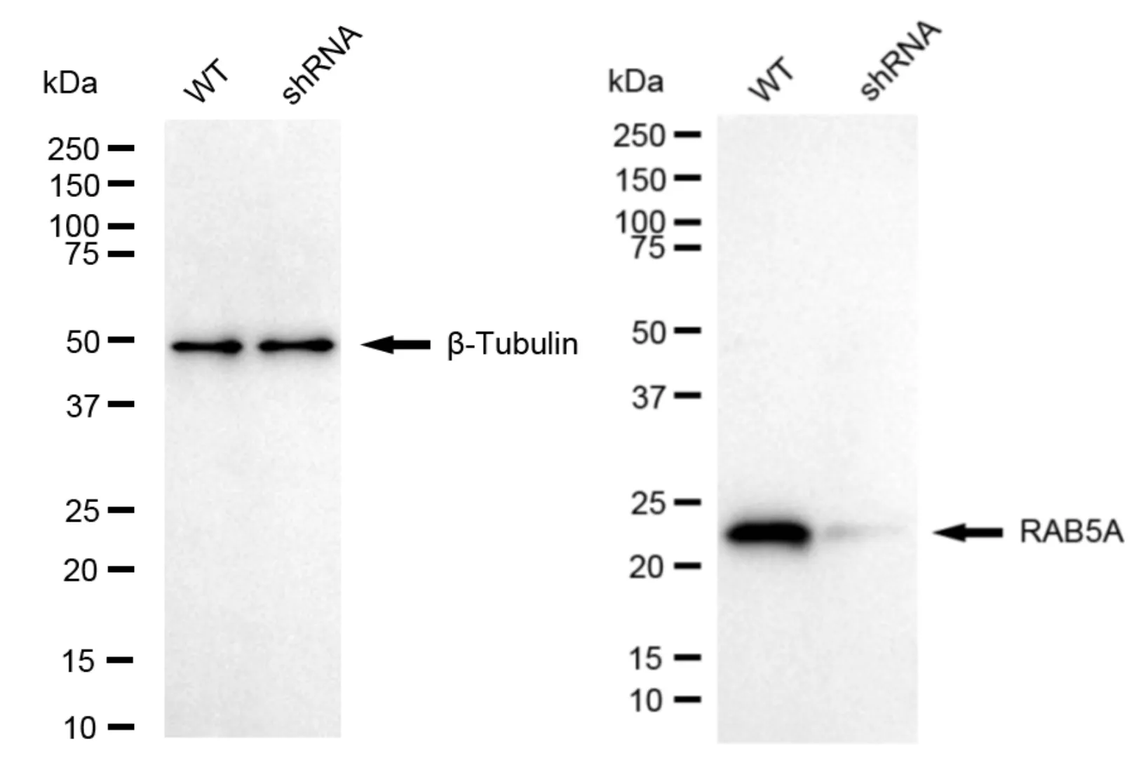 KD-Validated RAB5A Recombinant Rabbit Monoclonal Antibody