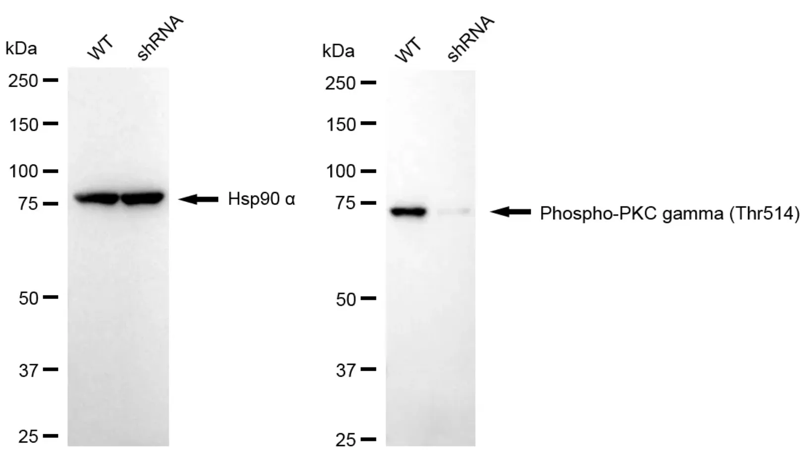 KD-Validated Phospho-PKC Gamma (Thr514) Recombinant Rabbit Monoclonal Antibody