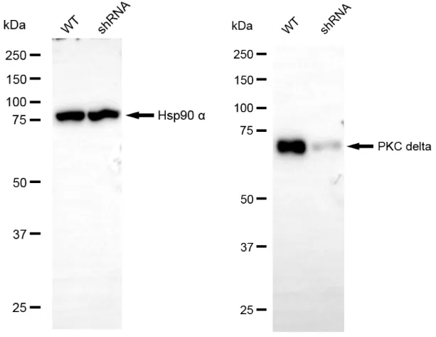KD-Validated Protein Kinase C Delta Recombinant Rabbit Monoclonal Antibody