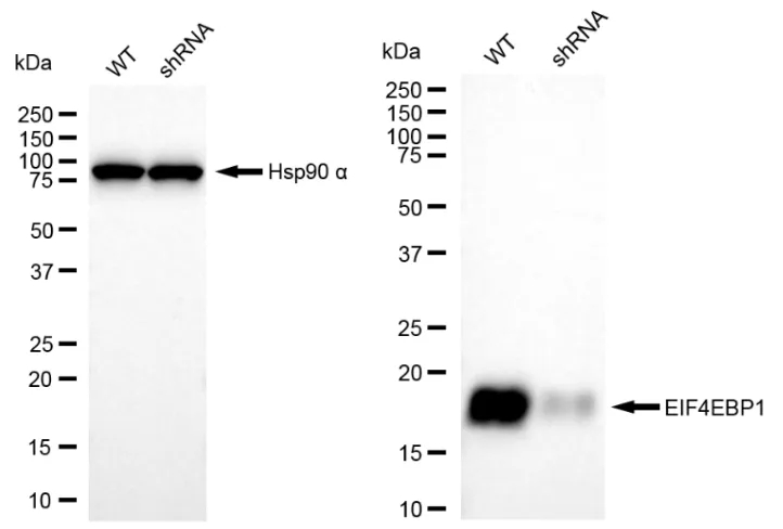 KD-Validated EIF4EBP1 Recombinant Rabbit Monoclonal Antibody