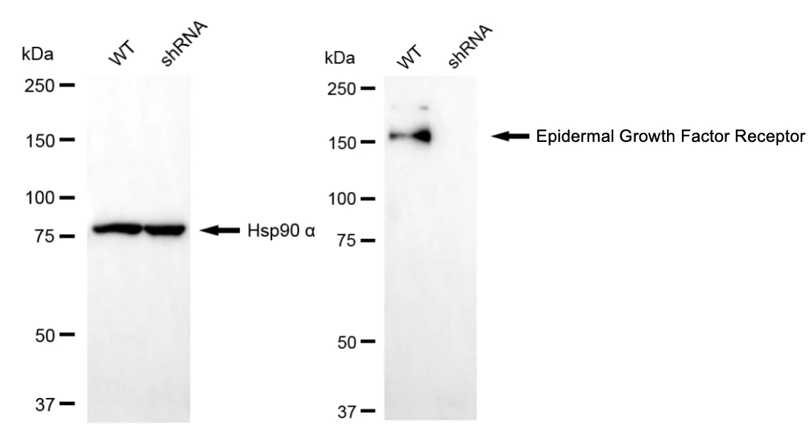 KD-Validated Epidermal Growth Factor Receptor Recombinant Rabbit Monoclonal Antibody