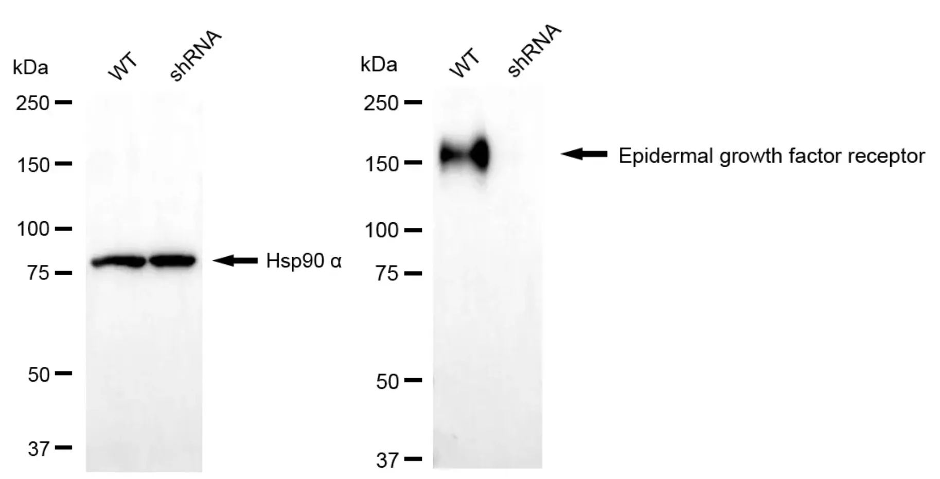 KD-Validated Epidermal Growth Factor Receptor Recombinant Rabbit Monoclonal Antibody