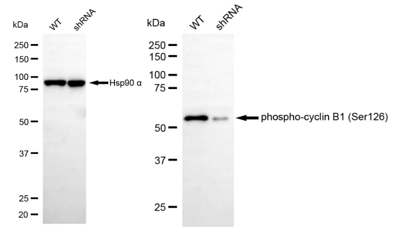KD-Validated Phospho-Cyclin B1 (Ser126) Recombinant Rabbit Monoclonal Antibody