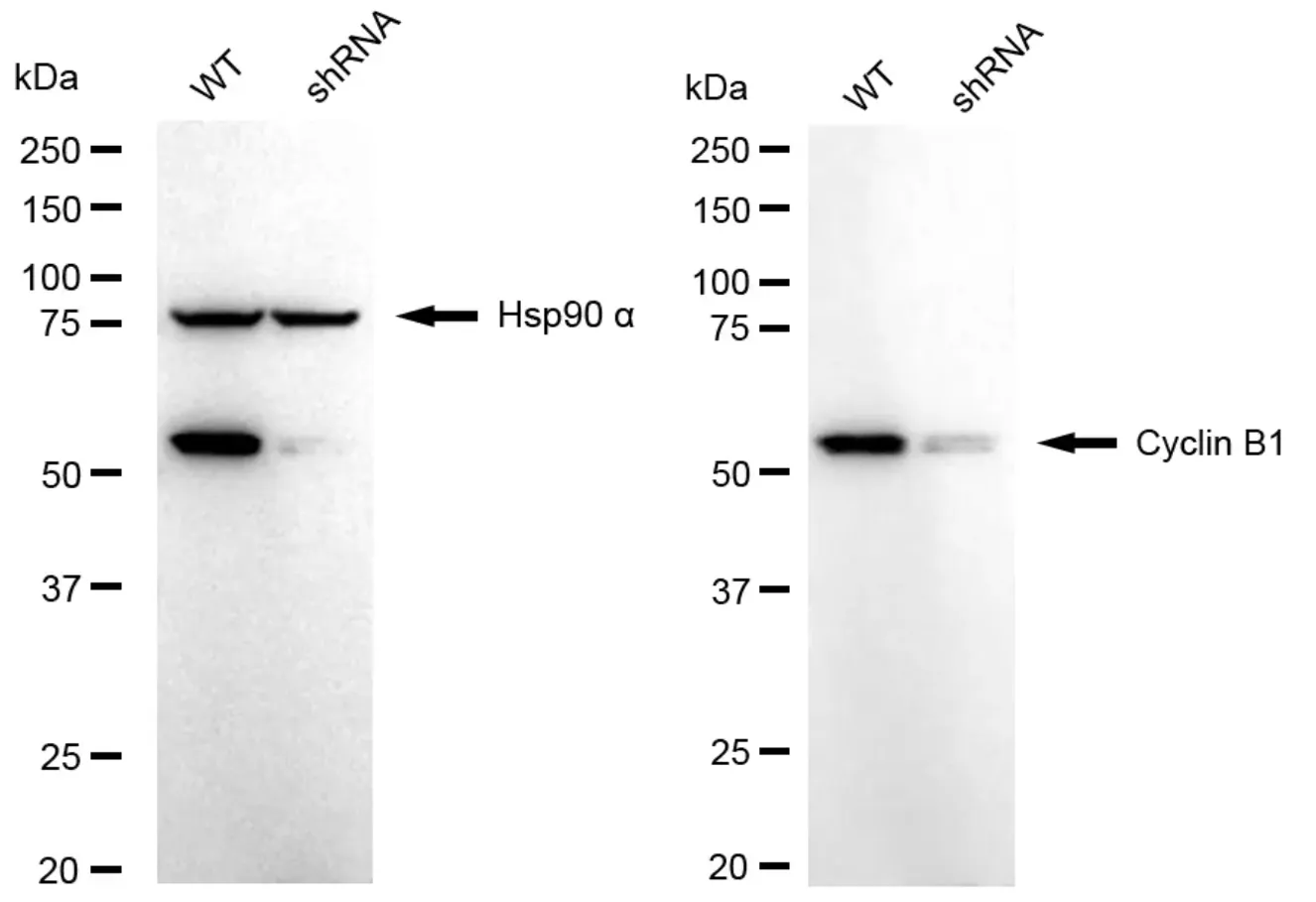 KD-Validated Cyclin B1 Recombinant Rabbit Monoclonal Antibody