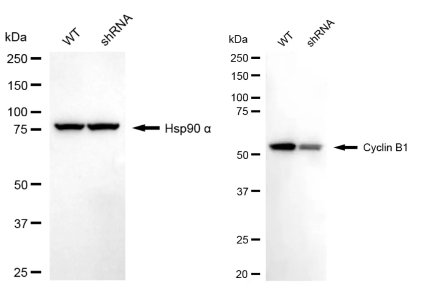 KD-Validated Cyclin B1 Recombinant Rabbit Monoclonal Antibody