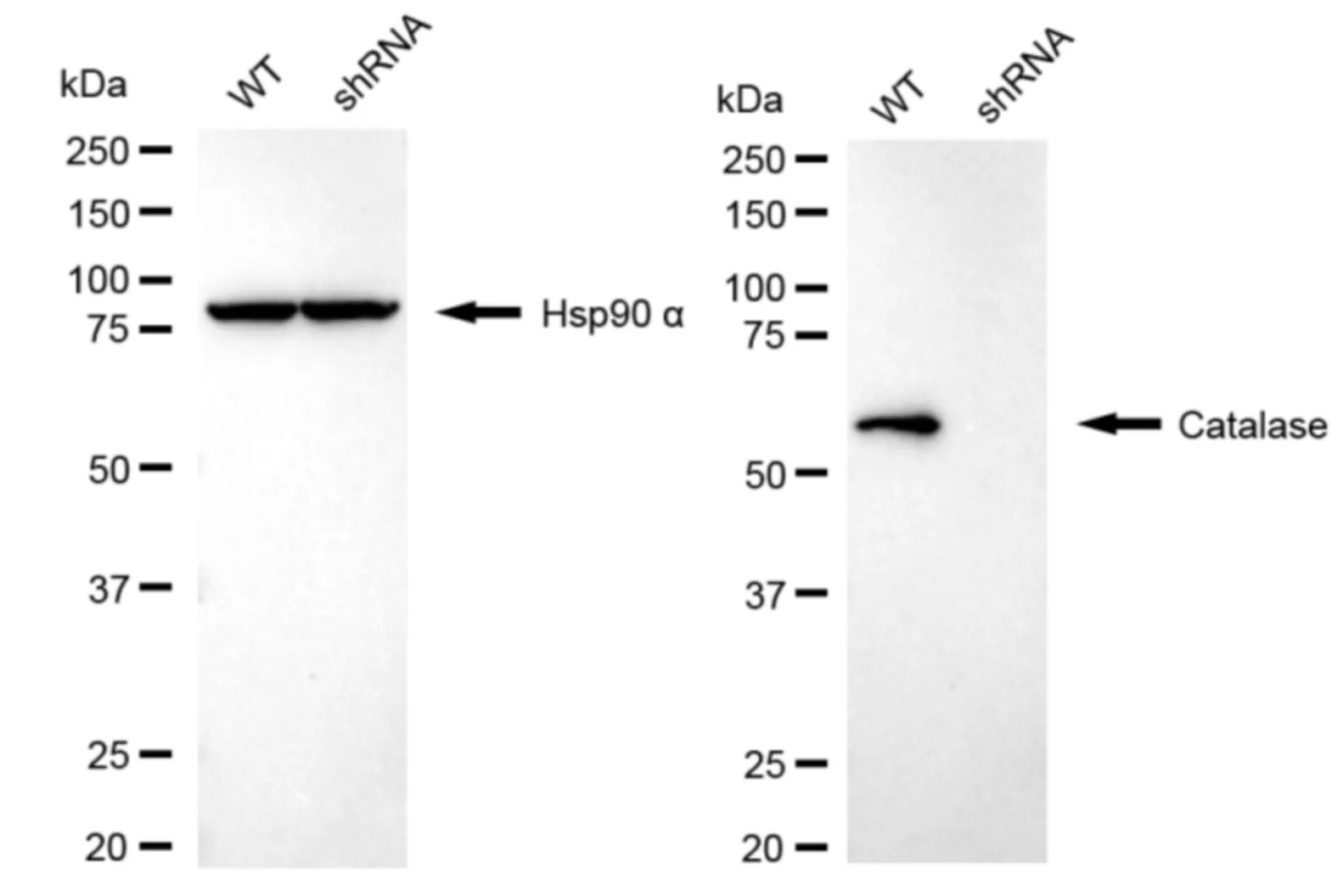 WesternBlot(WB) - KD-Validated Catalase Recombinant Rabbit Monoclonal Antibody KVAb00799