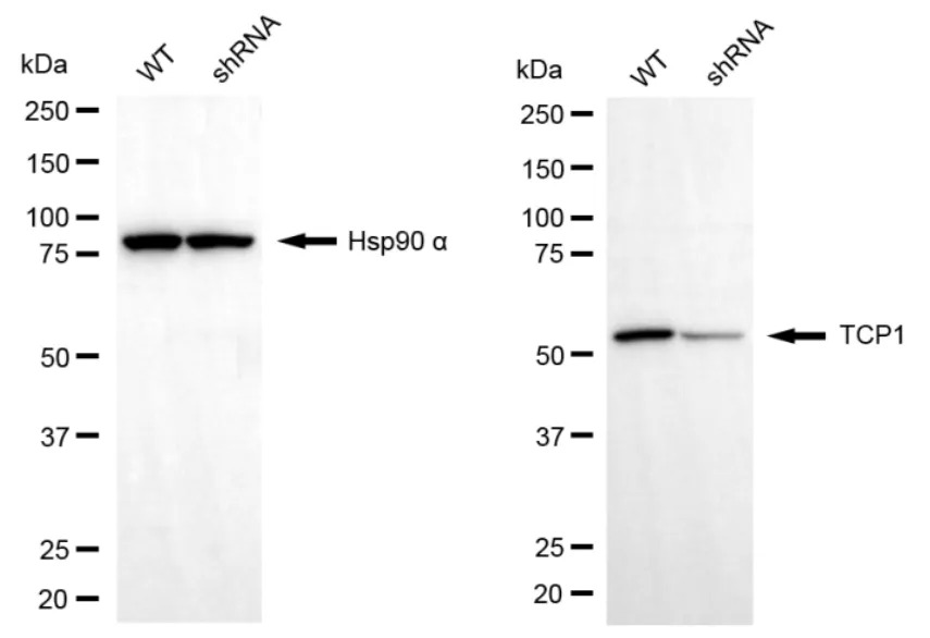 KD-Validated T-Complex 1 Recombinant Rabbit Monoclonal Antibody