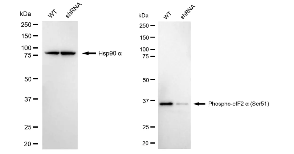 KD-Validated Phospho-eIF2 Alpha (Ser51) Recombinant Rabbit Monoclonal Antibody