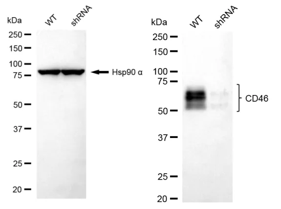 KD-Validated CD46 Recombinant Rabbit Monoclonal Antibody