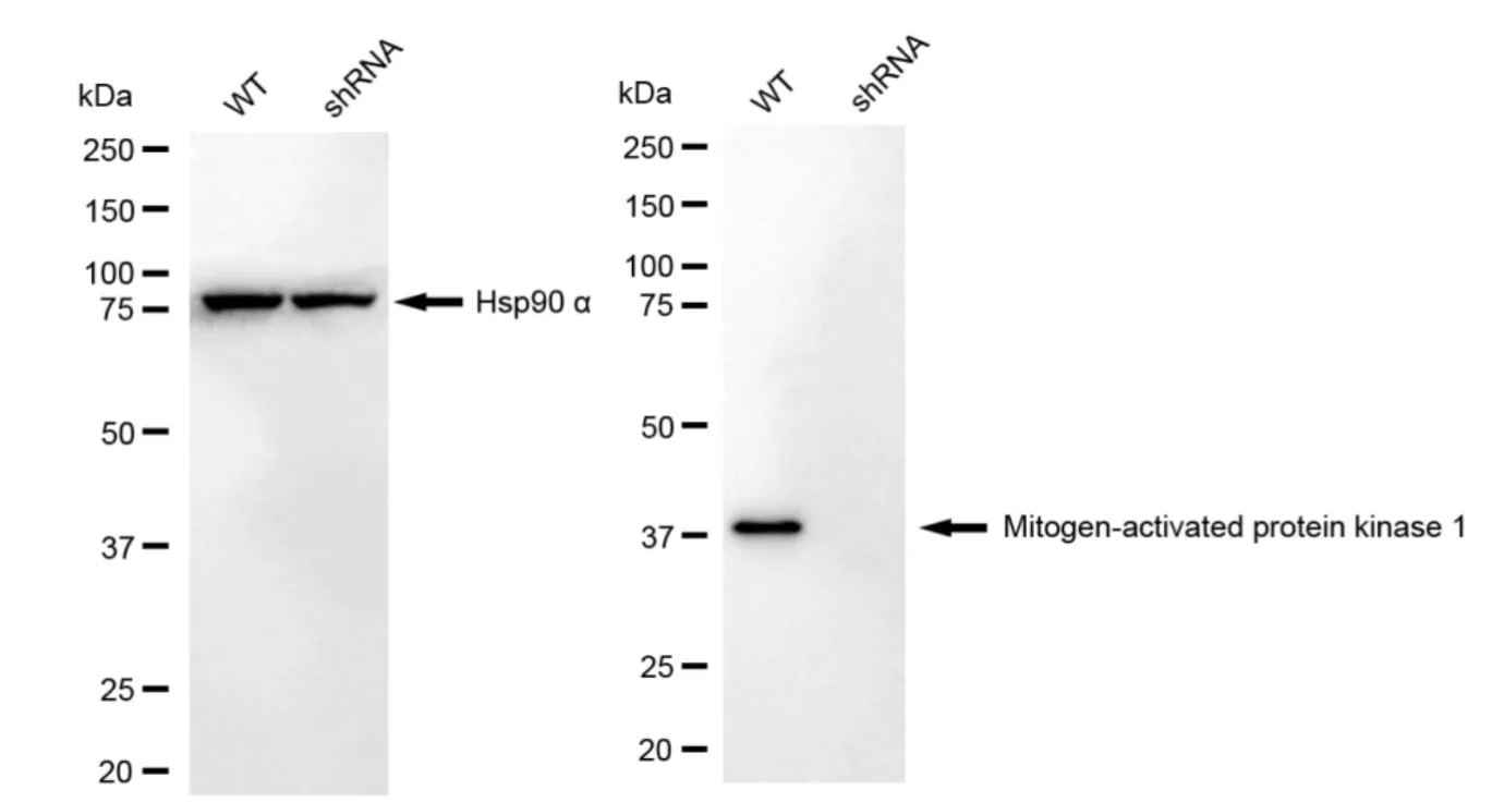 KD-Validated Mitogen-Activated Protein Kinase 1 Recombinant Rabbit Monoclonal Antibody