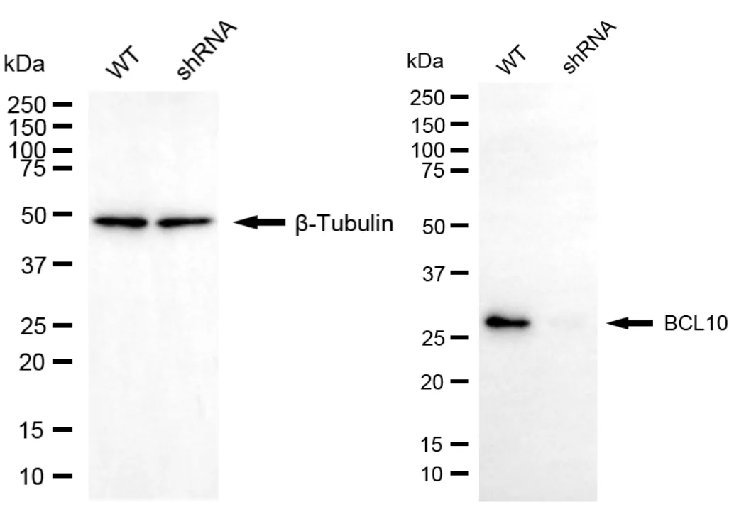 KD-Validated BCL10 Mouse Monoclonal Antibody