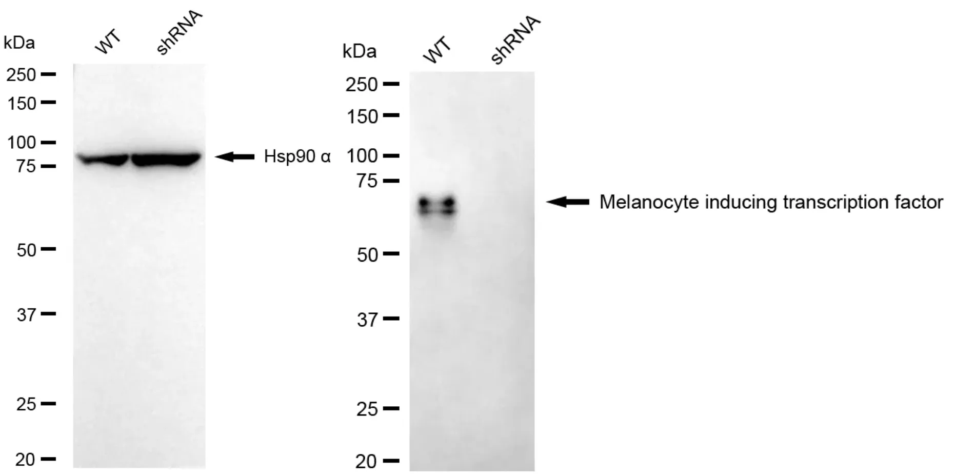 KD-Validated MITF Mouse Monoclonal Antibody