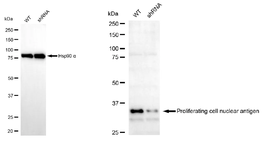 KD-Validated PCNA Mouse Monoclonal Antibody
