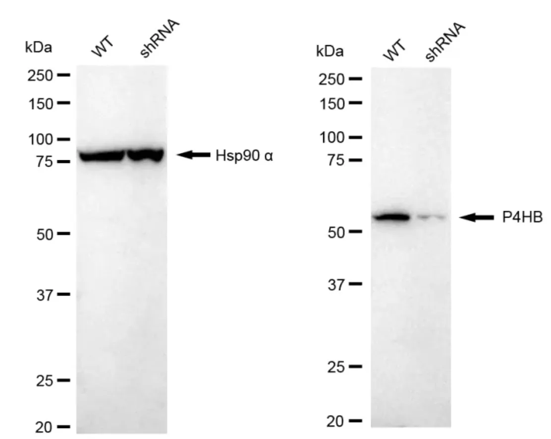 KD-Validated Prolyl 4-Hydroxylase Subunit Beta Mouse Monoclonal Antibody