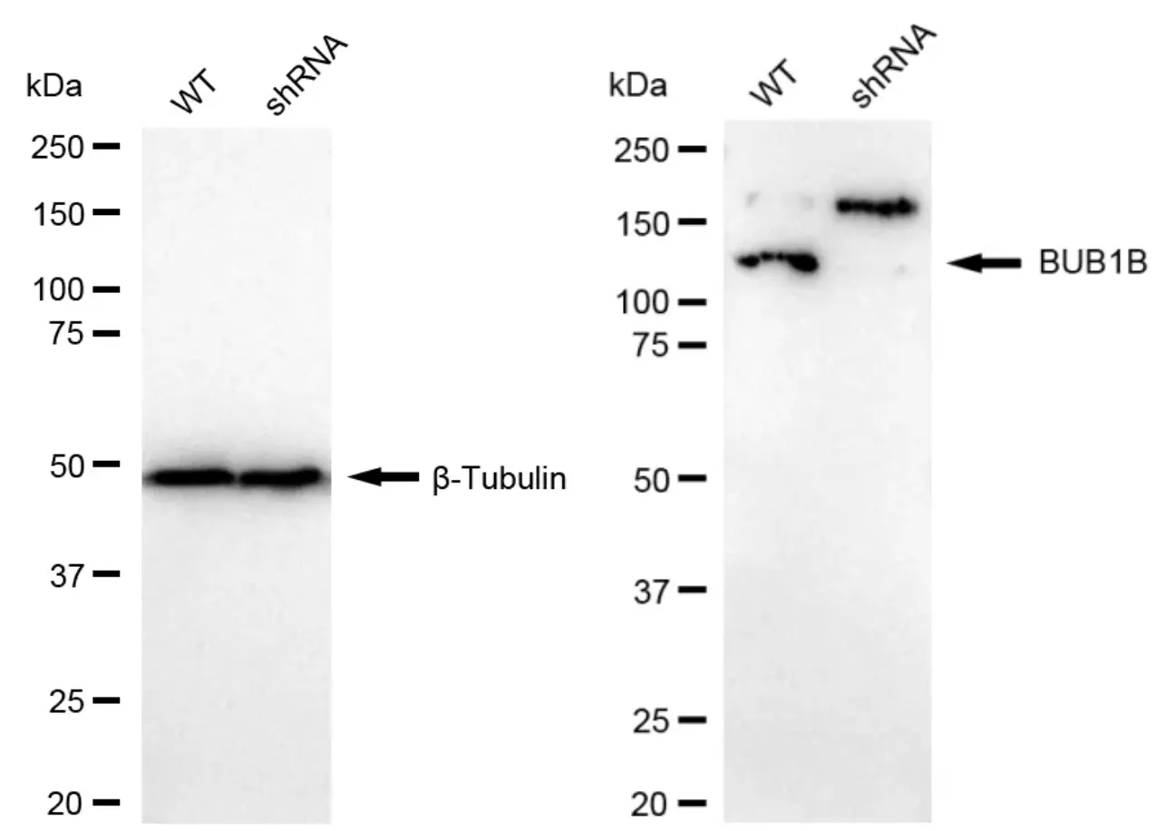KD-Validated BUB1B Rabbit Polyclonal Antibody