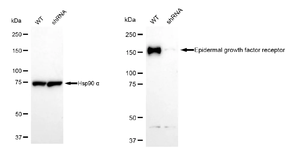 KD-Validated Epidermal Growth Factor Receptor Rabbit Polyclonal Antibody