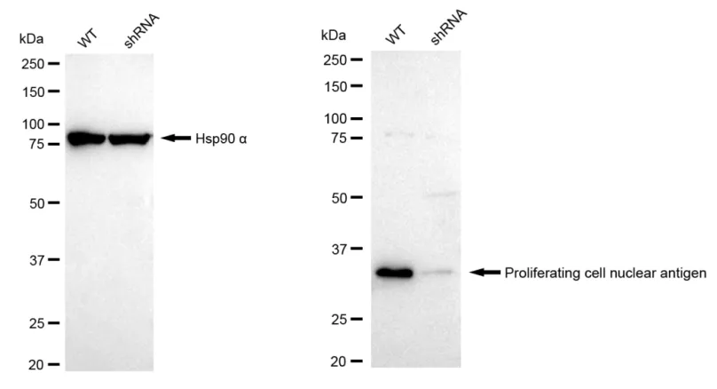 KD-Validated Proliferating Cell Nuclear Antigen Rabbit Polyclonal Antibody