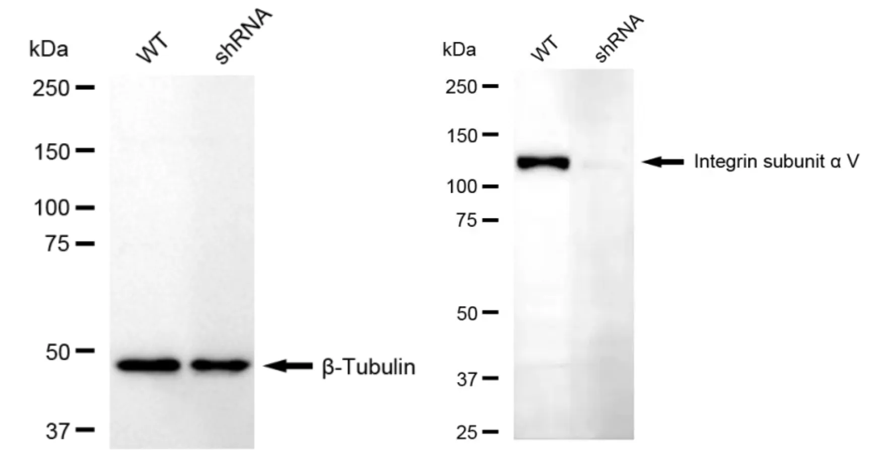 KD-Validated Integrin Subunit Alpha V Rabbit Polyclonal Antibody