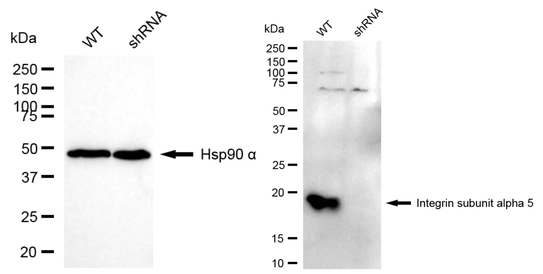 KD-Validated Integrin Subunit Alpha 5 Rabbit Polyclonal Antibody