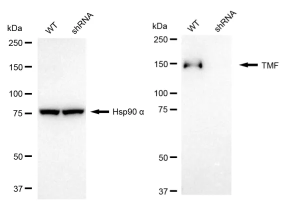 KD-Validated TATA Element Modulatory Factor 1 Recombinant Rabbit Monoclonal Antibody
